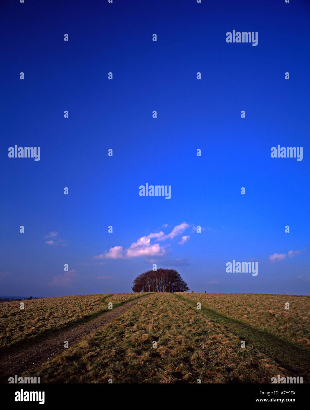 Isolierte Baum Wäldchen mit blauen Himmel und Rasen Hügel Cranborne Chase Dorset England UK Europa mit weißen Wolke über Bäume Stockfoto