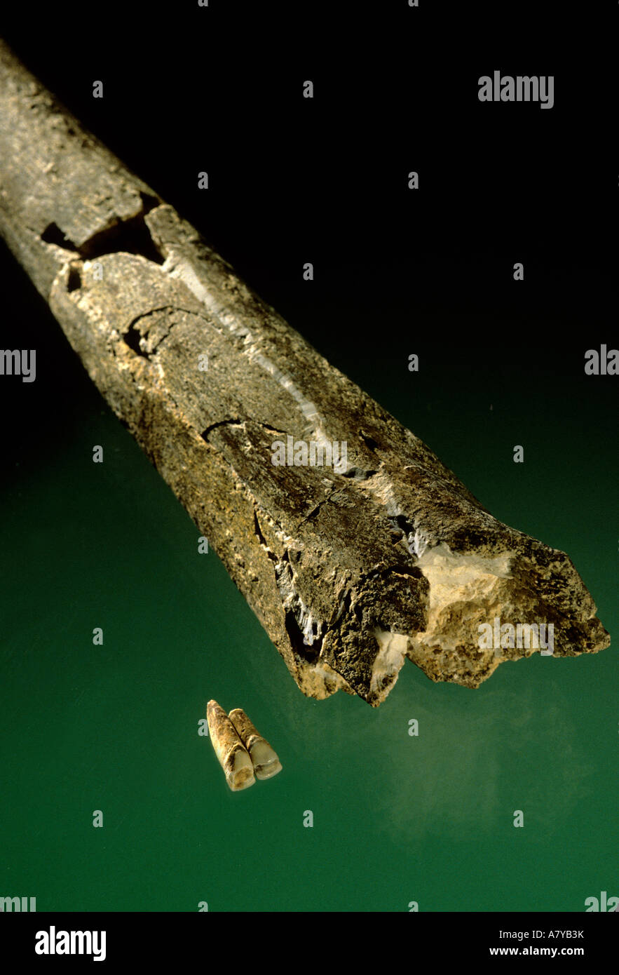 England, Skelettteile, Hominiden, Heidelbergensis, 500.000 Jahre alten