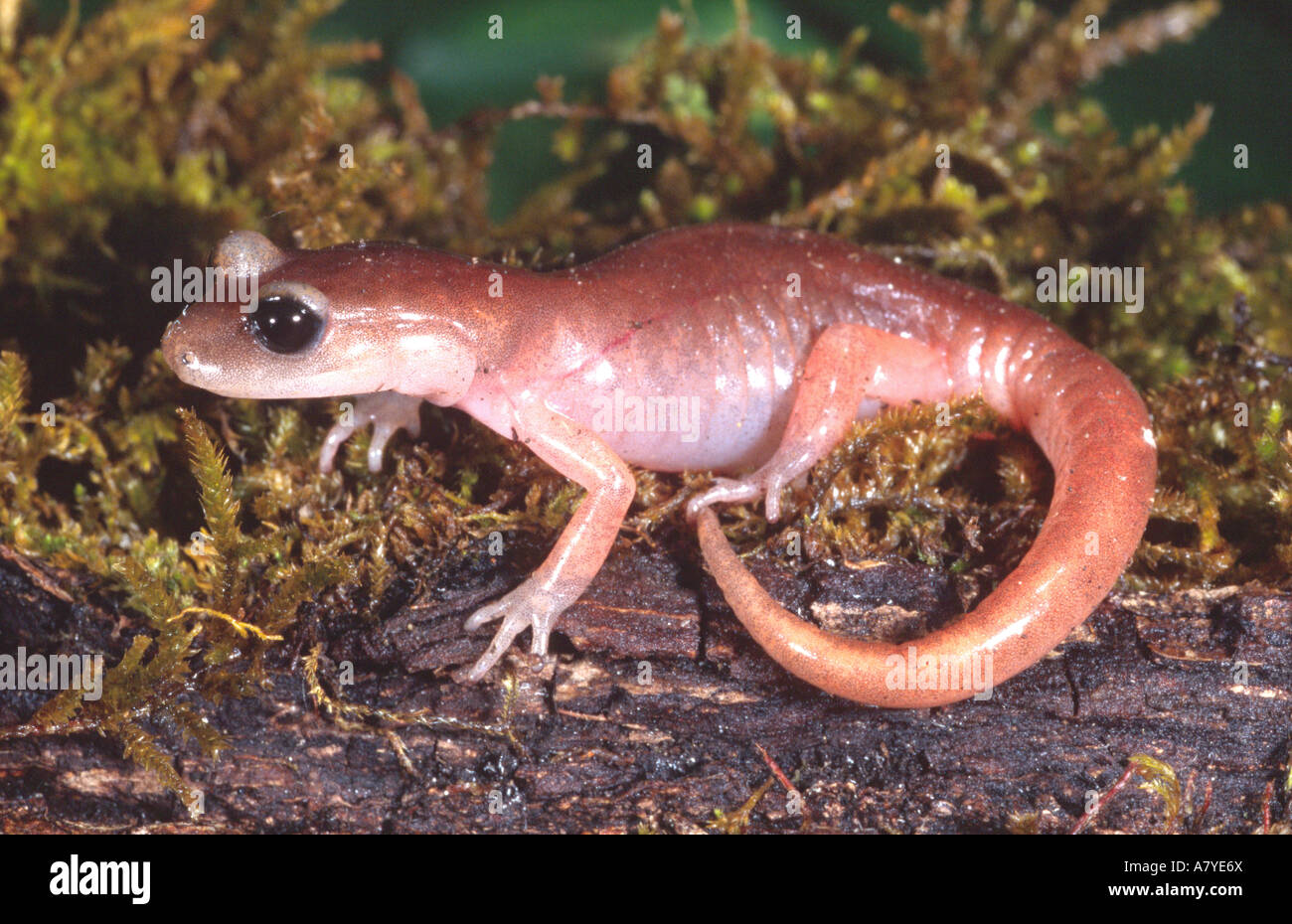 Monterey Ensatina, Ensatina Eschscholtzi, Native nach Kalifornien Stockfoto