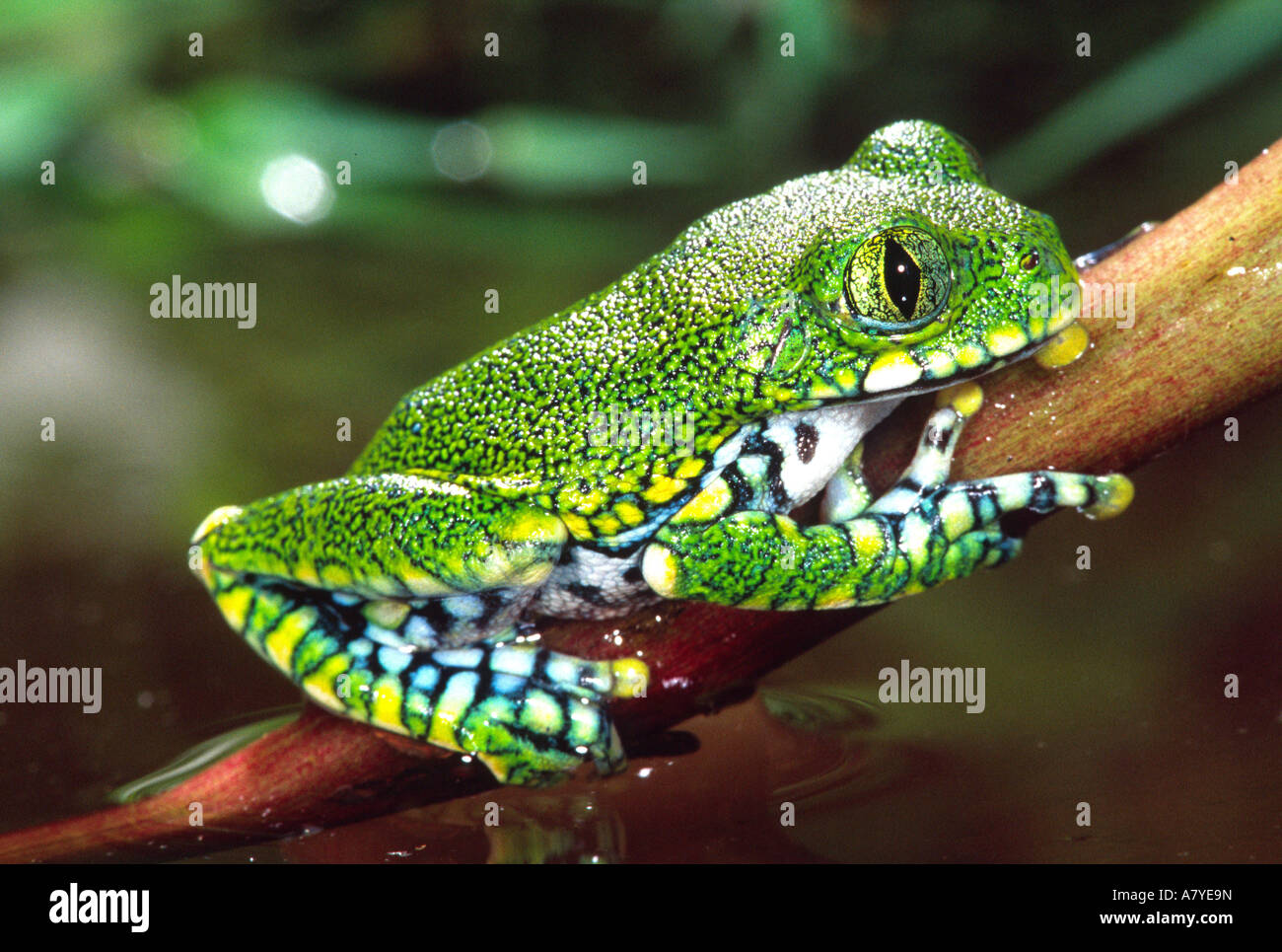 Big Eye Treefrog, Leptopelis Vermiculatus, ursprünglich aus Tansania Stockfoto