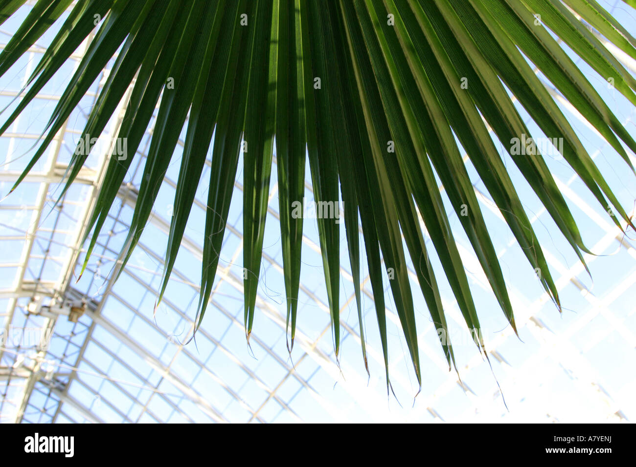 Blickte zu einem Palmwedel in Enid A. Haupt Conservatory in New York Botanical Garden, Bronx, NY, USA Stockfoto