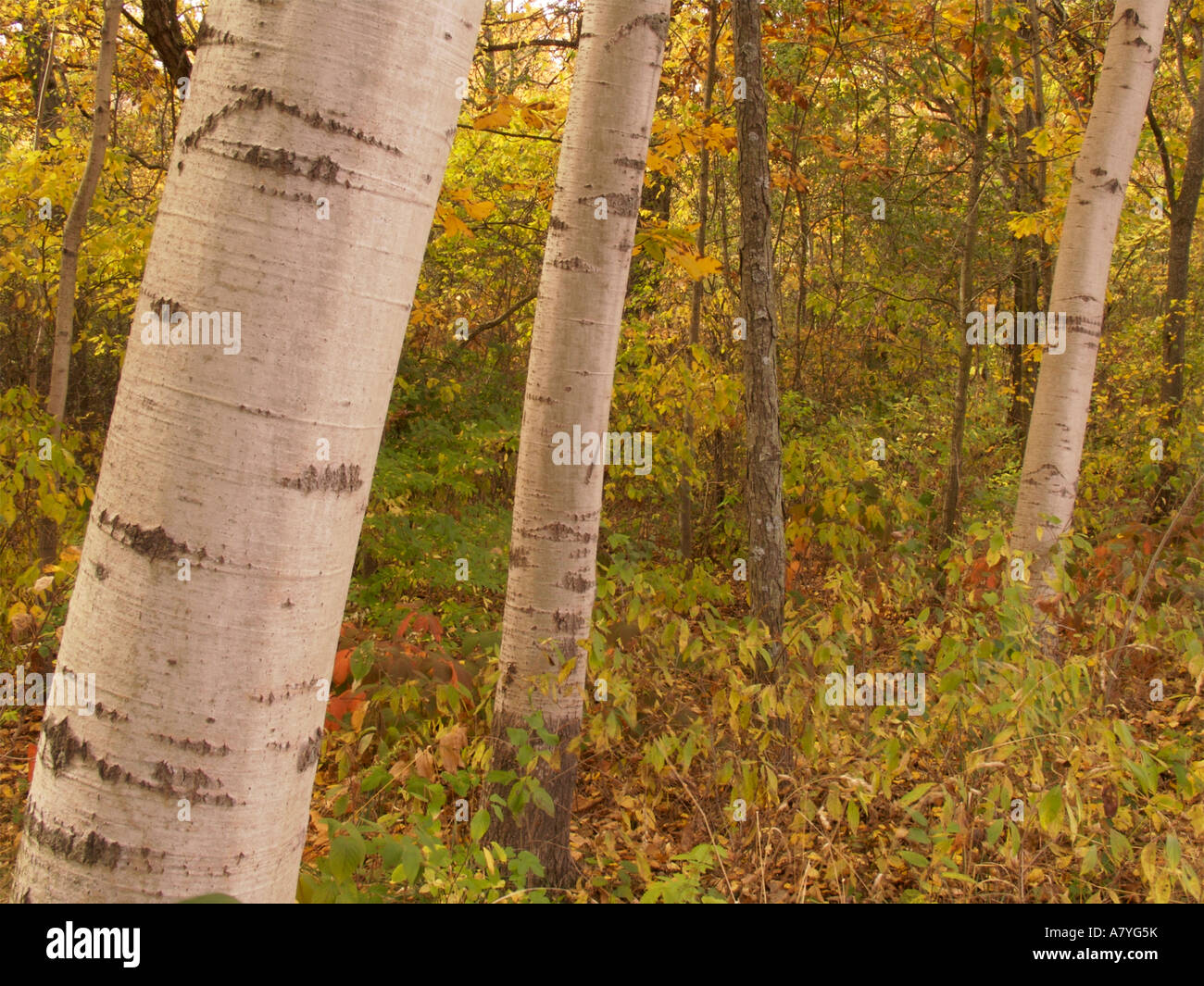 Aspen Trunks im Herbst Kessel-moraine State Forest Wisconsin Stockfoto