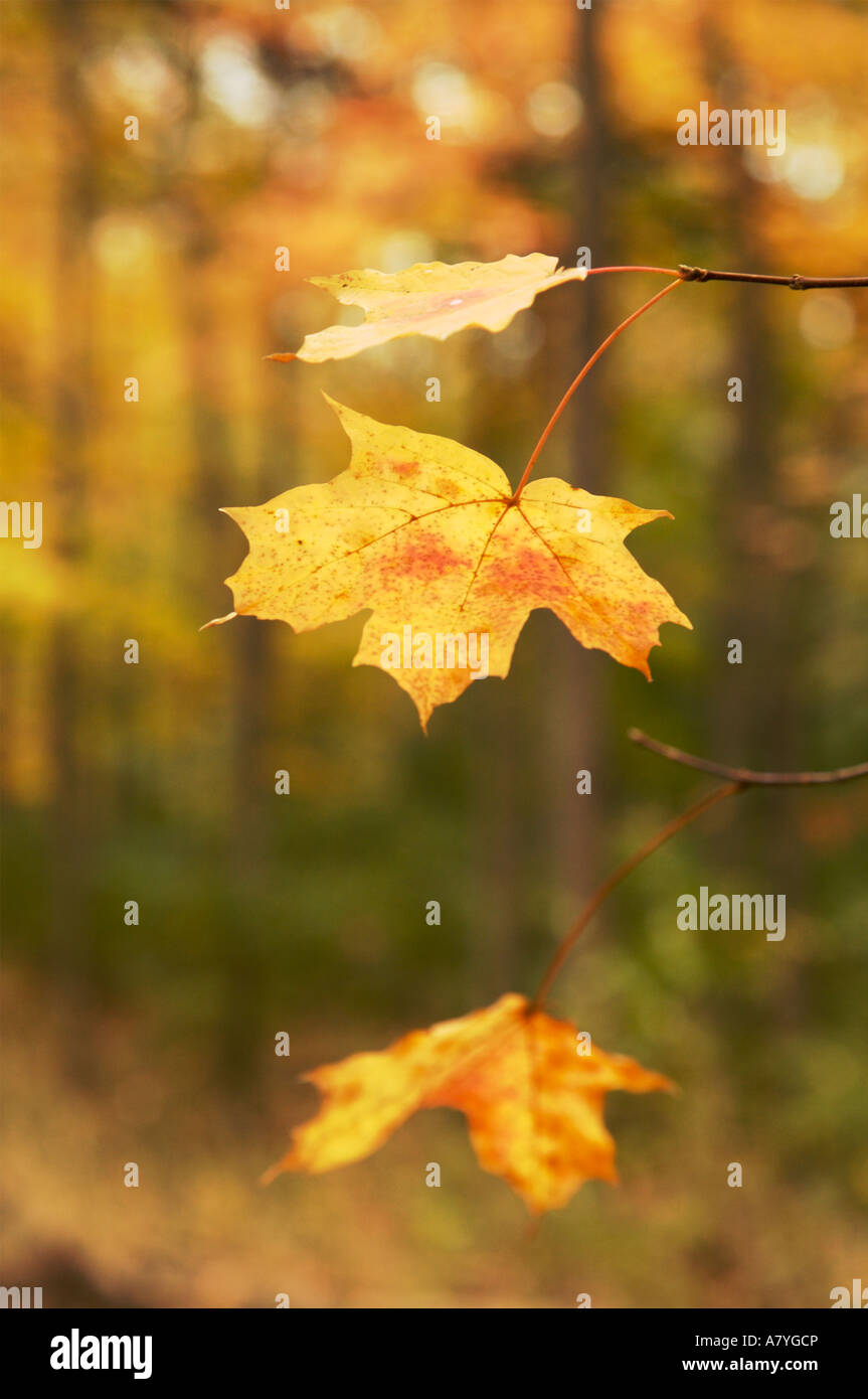 Ahorn-Blätter im Herbst Wasserfall Glen Forest bewahren DuPage County Illinois Stockfoto