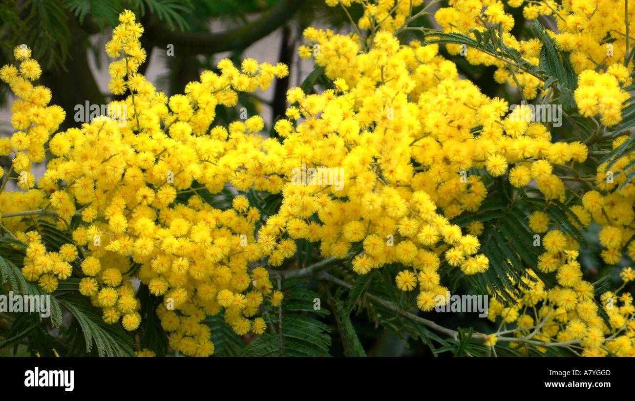 Mimosa Baum in Winchester, Hampshire, UK Stockfoto