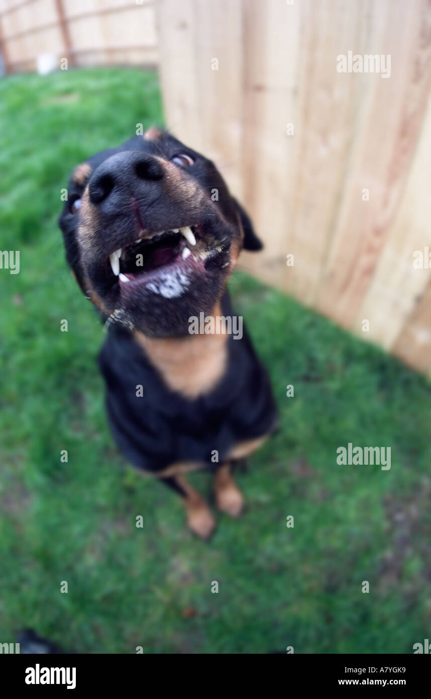 Rottweiler Heulen im Hinterhof Stockfoto