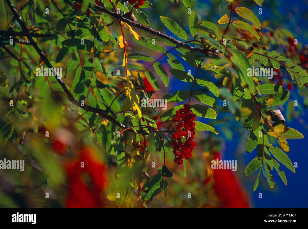 Herbstfärbung Dogberry Sorbus Americana Neufundland Kanada Stockfoto