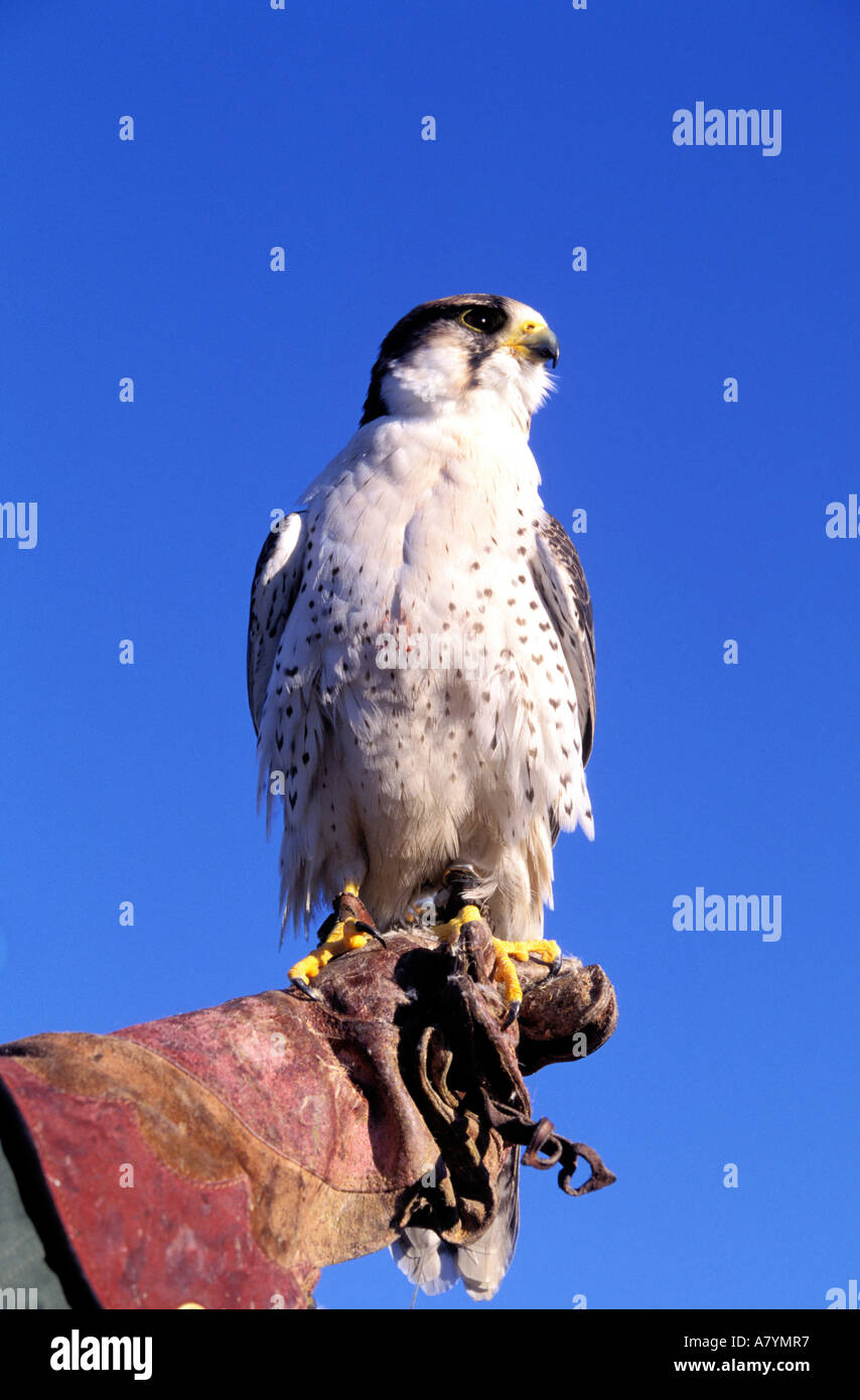 Frankreich, Bouches-du-Rhône, Falconery von der französischen Luftwaffe in Istres (Basis 125) Stockfoto