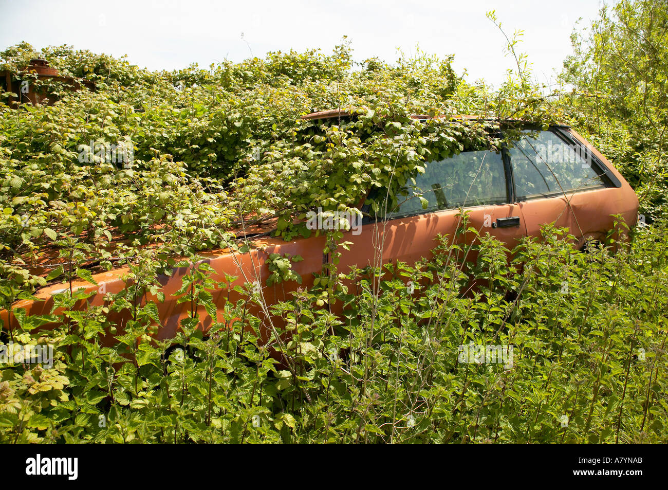 Auto, das in der englischen Landschaft entleert wurde so lange, dass es mit Brombeeren überwuchert worden Stockfoto