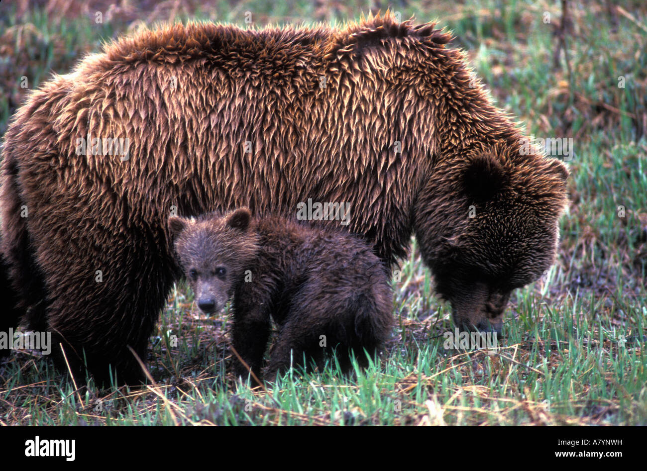 USA, Alaska, Denali National Park, Grizzlybär Sau und Cub (Ursus Arctos) in Regen auf Tundra in der Nähe von Thorofare Pass Stockfoto