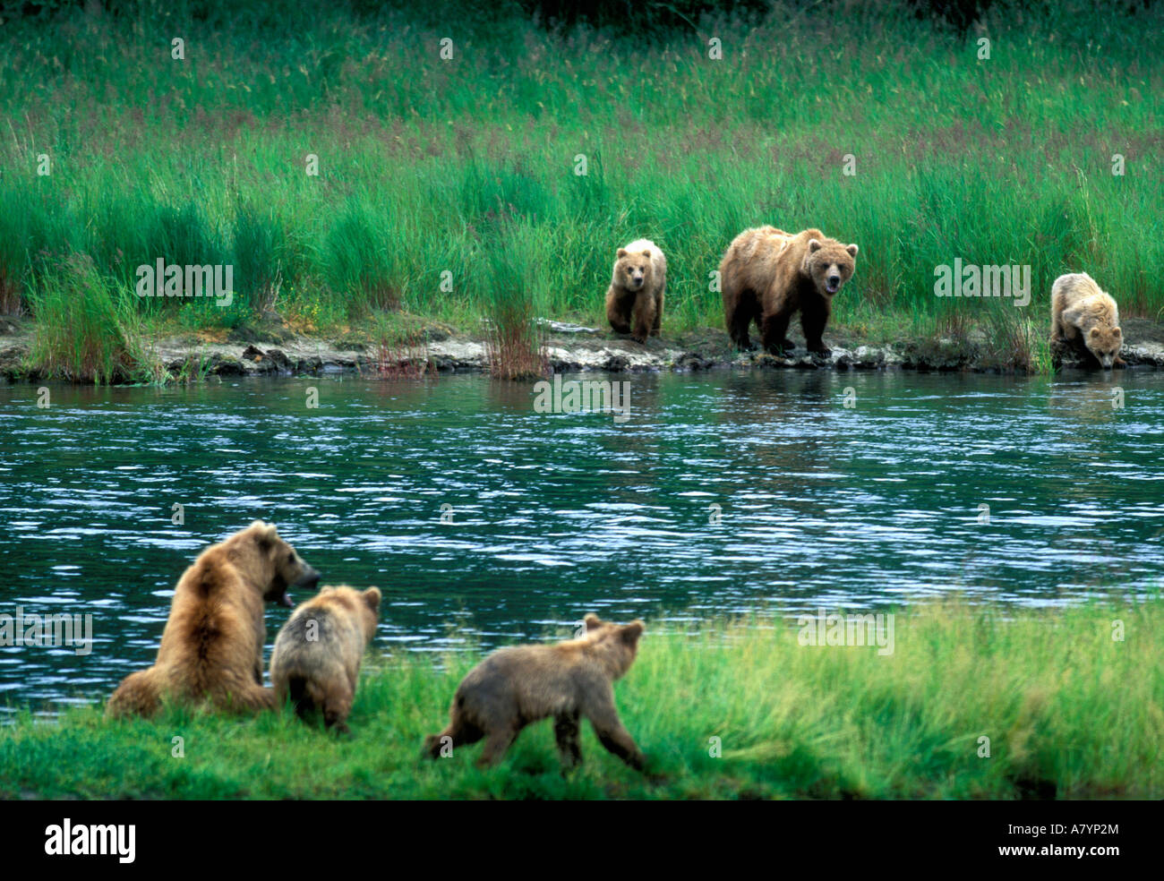 Grizzlybär Sauen und Jungtiere (Ursus Arctos) Ansatz über Brooks River, Katmai Nationalpark, Alaska, USA Stockfoto