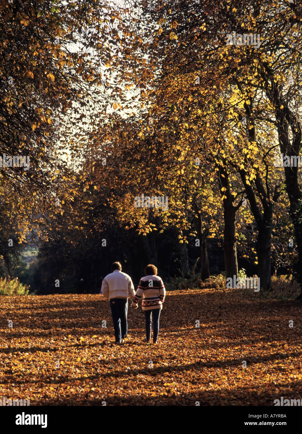 Weald Country Park Avenue idyllische alte Rosskastanie Bäume Herbst Farbe Landschaft Landschaft von Essex Paar Hände halten Brentwood England Großbritannien Stockfoto