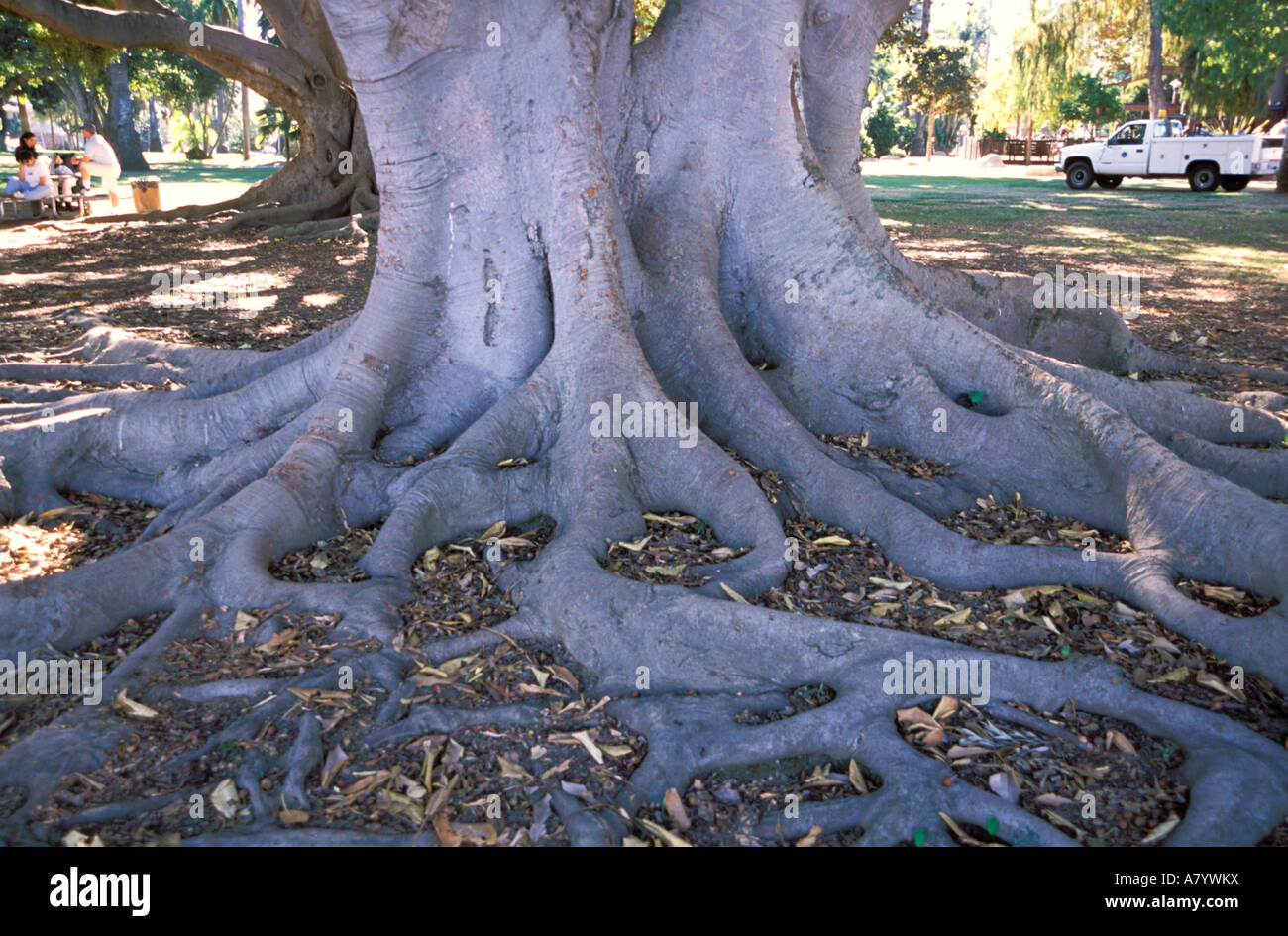 USA, California, Santa Barbara Baum Wurzeln in lokalen Park. Stockfoto