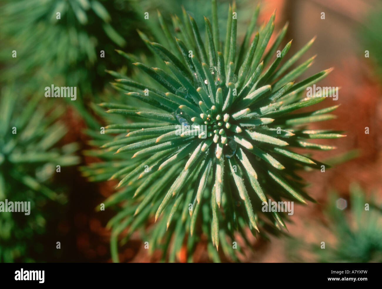 Zirbenholz oder Nuss-Kiefer, Pinus Pinea. Sprießen Nadeln Stockfoto