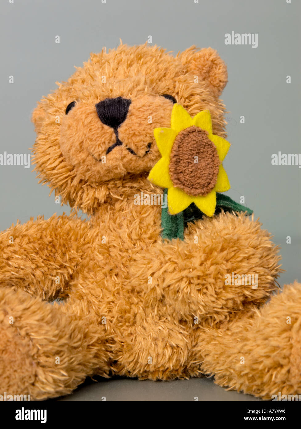 einen kleinen goldenen Teddybär auf einem einfachen grünen grauen Hintergrund Stockfoto