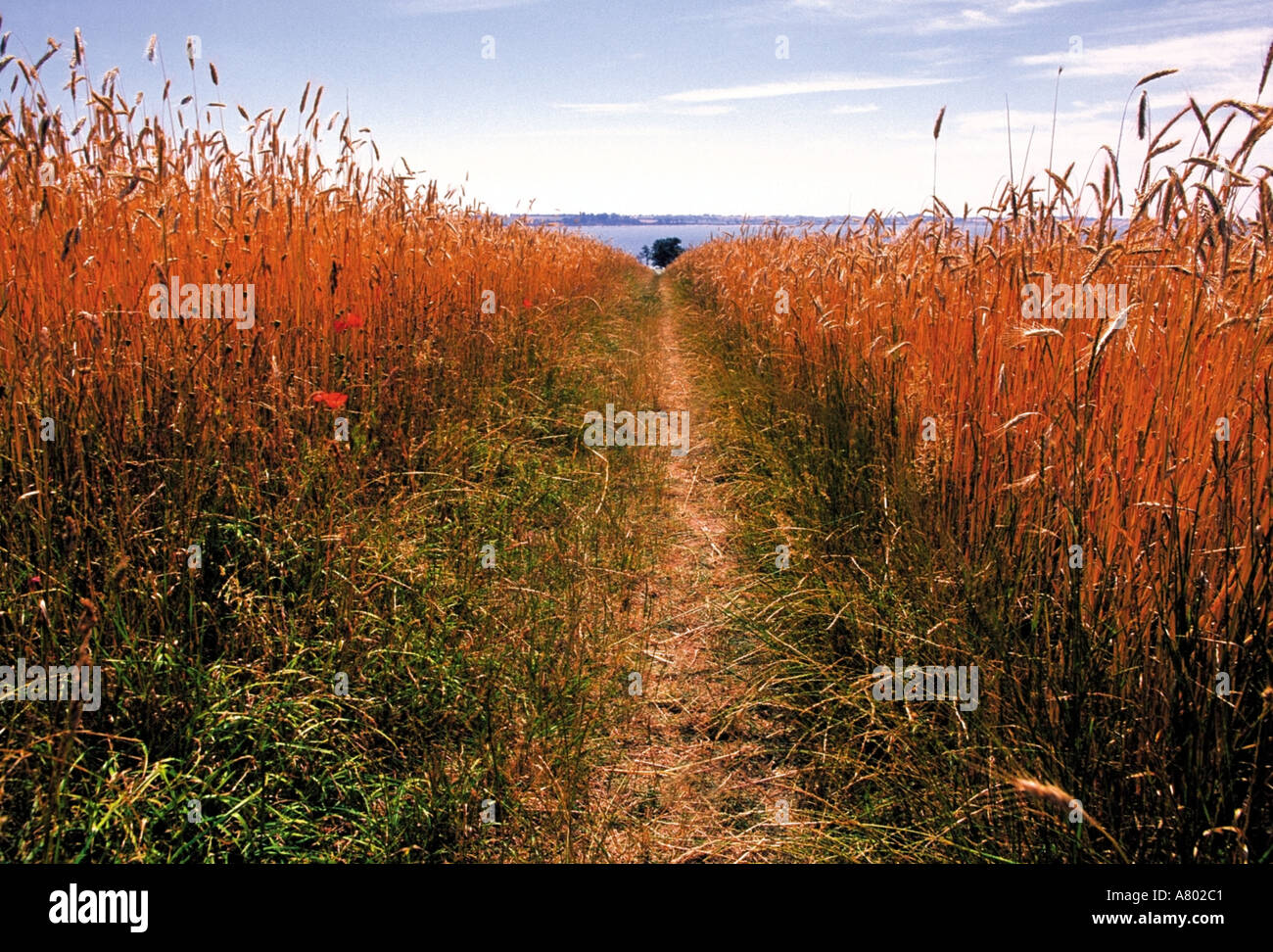 East Anglia Suffolk Pfad durch Maisfeld Stour valley Stockfoto