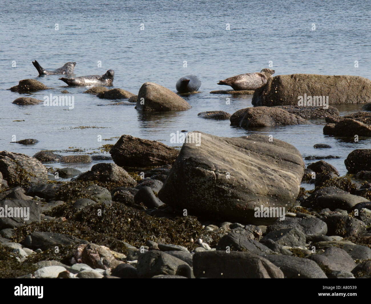 Commom Dichtungen Stockfoto