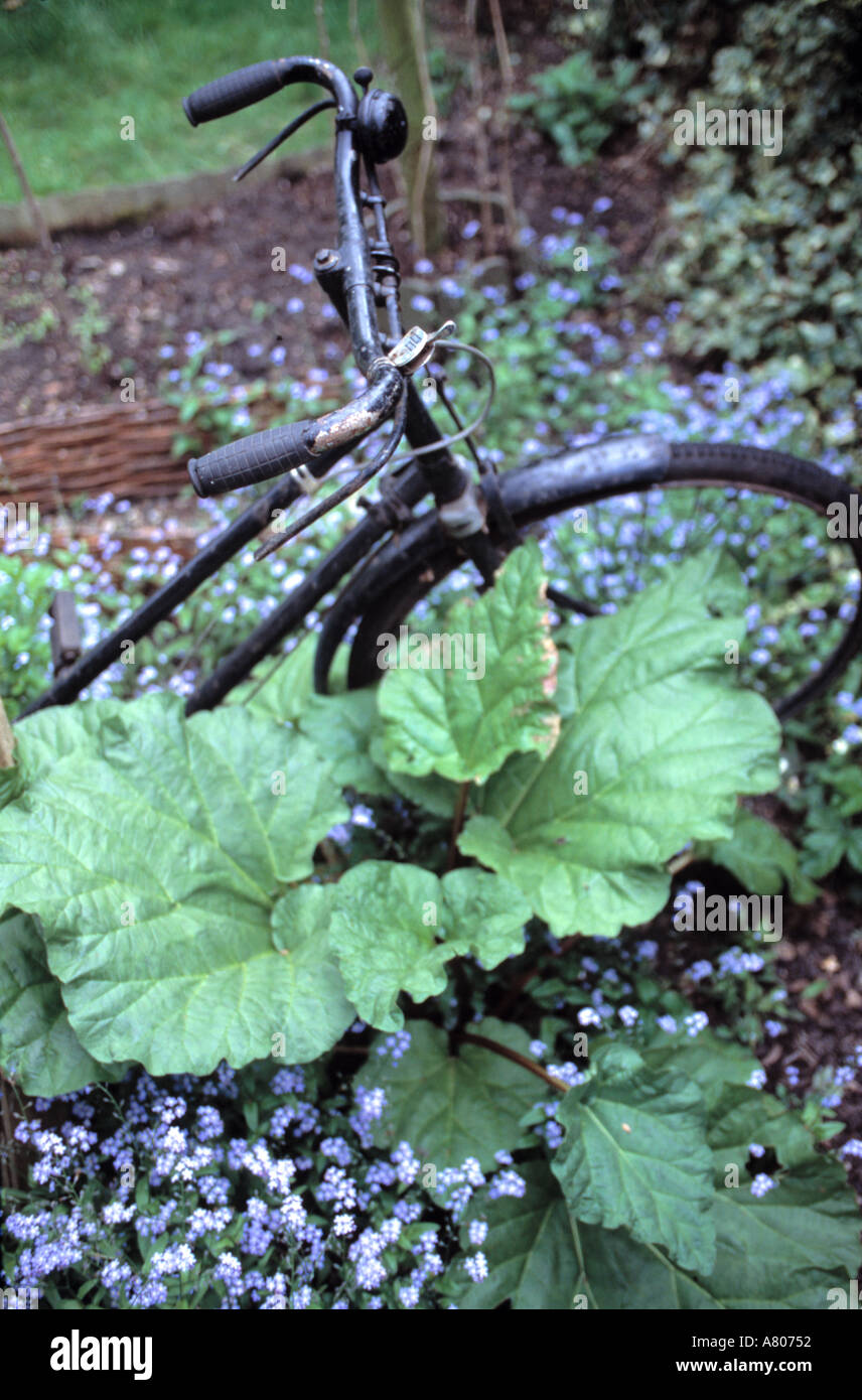 Close-up der alten Fahrrad und Rhabarber mit blauen Vergissmeinnicht im Garten Grenze gepflanzt Stockfoto