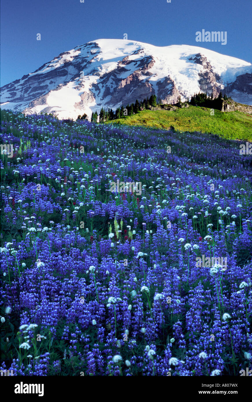 USA, Washington, Mt. Rainier Nationalpark. Mt. Rainier Webstühle über eine Wiese von Laub-lupine Wildblumen Stockfoto