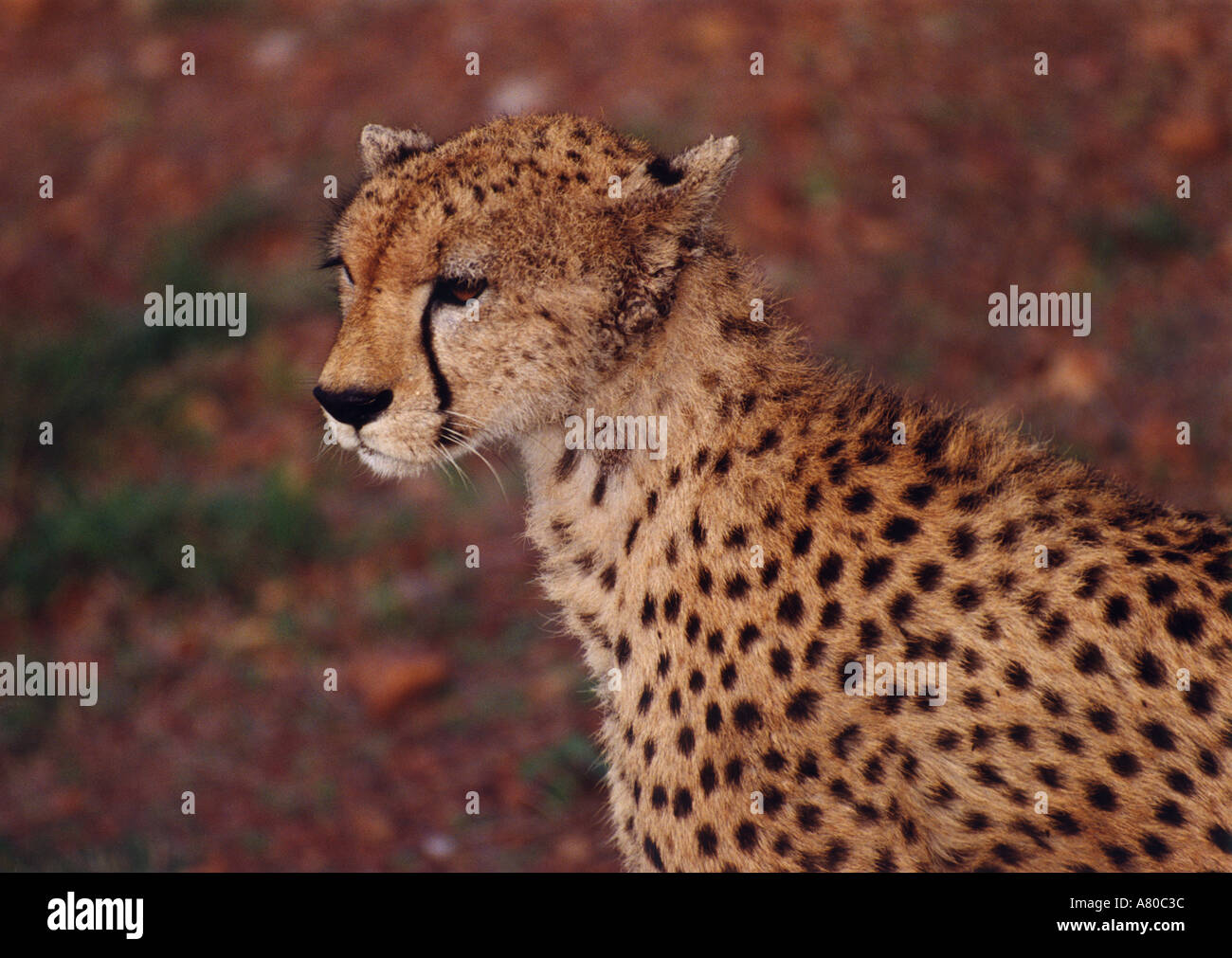 Gepard, Acinonyx Jubatus, Felidae, Masai Mara, Kenia, Ostafrika Stockfoto