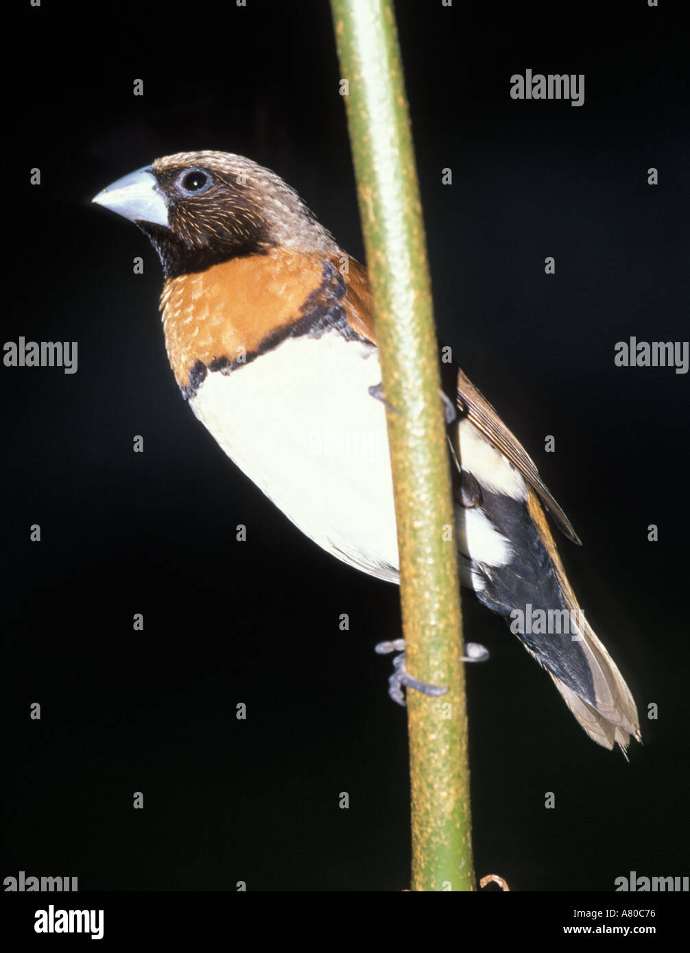 Ein Fink Vogel Stockfoto