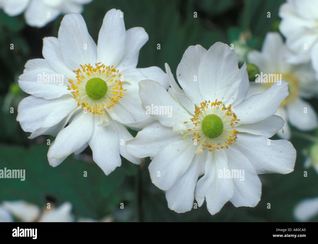 Anemone Hybrida Honorine Jobert Blume Stockfoto