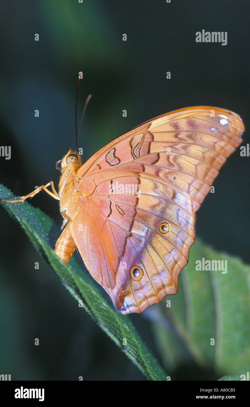 Australische Leafwing Schmetterling (Doleschallia Bisaltide) Stockfoto