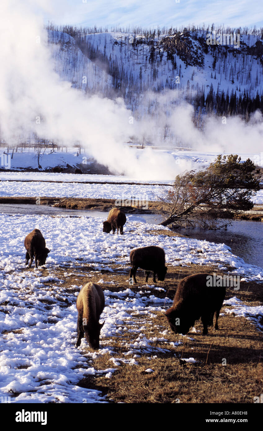 USA, Wyoming, Yellowstone-Nationalpark Stockfoto