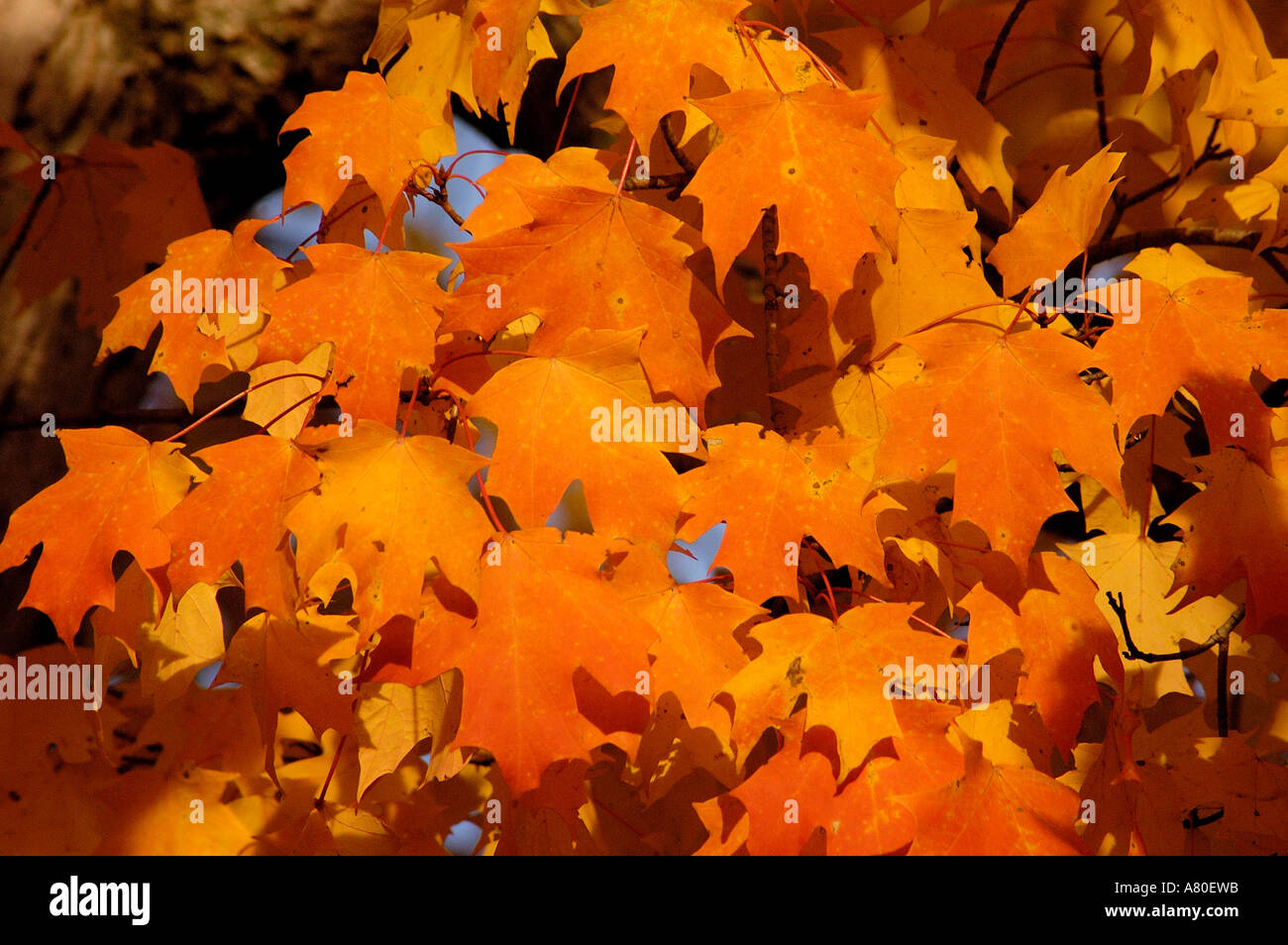 Herbst-Herbst verfärben Saison, die rote Ahornblätter Stockfoto