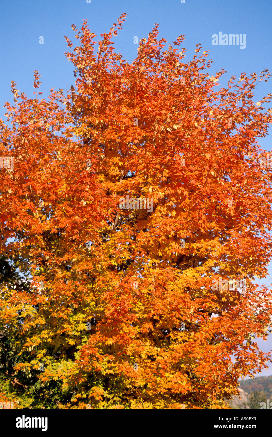 Herbstfarben im Herbst Bäume Blätter Stockfoto