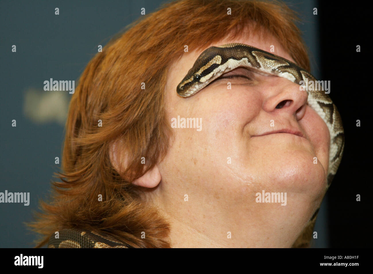 Ein Schlange-Besitzer lässt ihr Ball Python über ihr Gesicht steigen Stockfoto