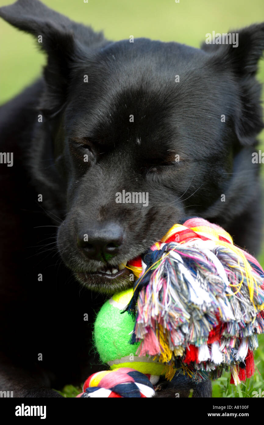Chow Akita Mischling Hund Stockfoto