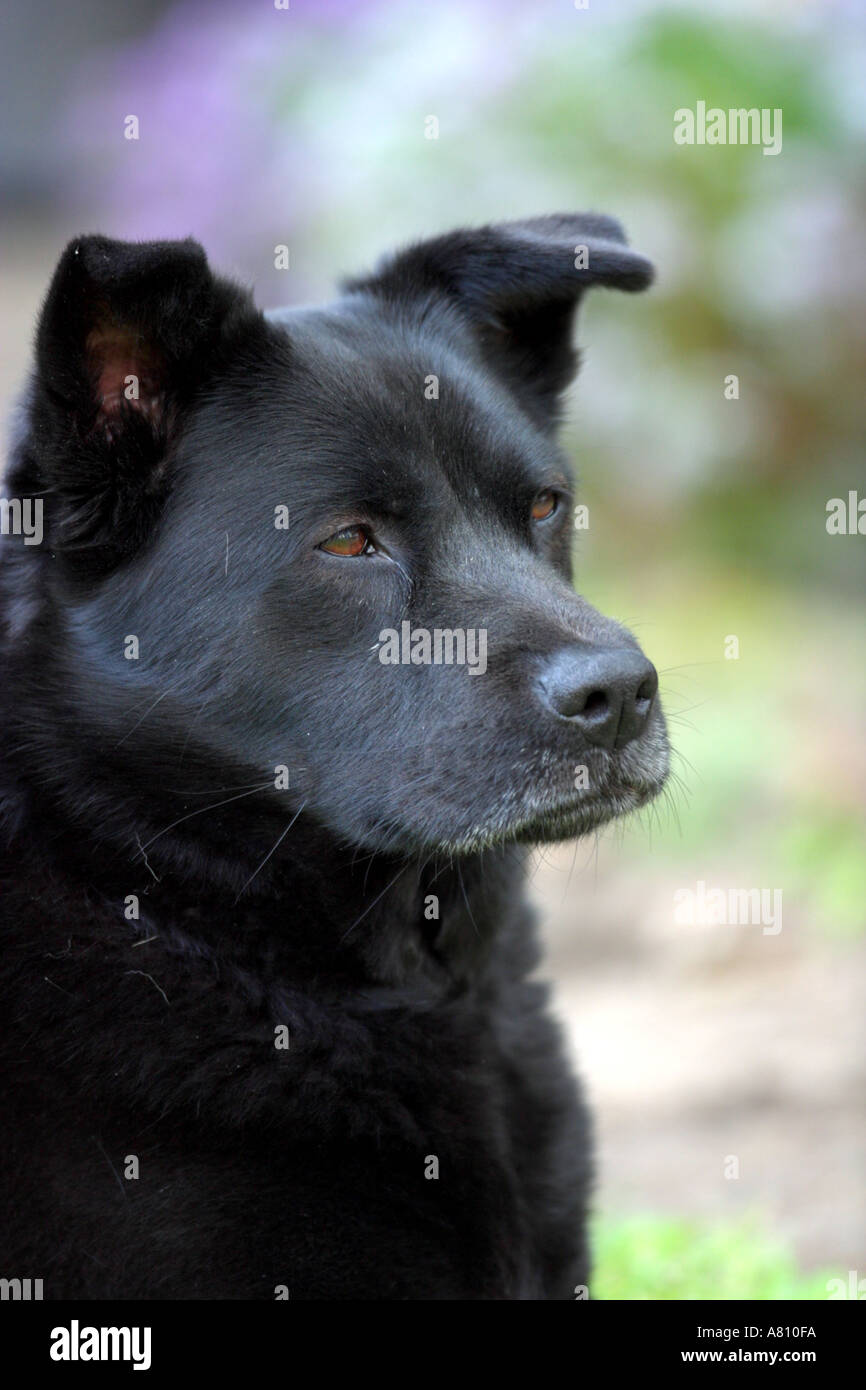 Chow Akita Mischling Hund Stockfoto