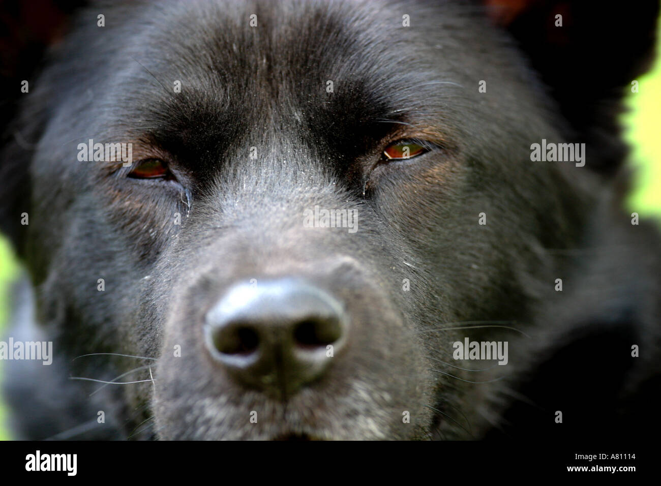 Chow Akita Mischling Hund Stockfoto