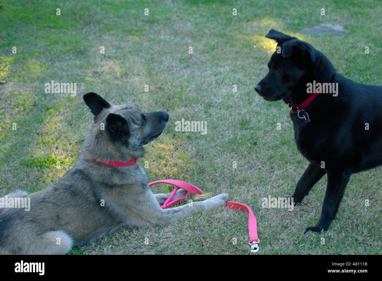 Schäferhund Windhund gemischte Rasse Hund und Akita Chow Mischling Hund Stockfoto