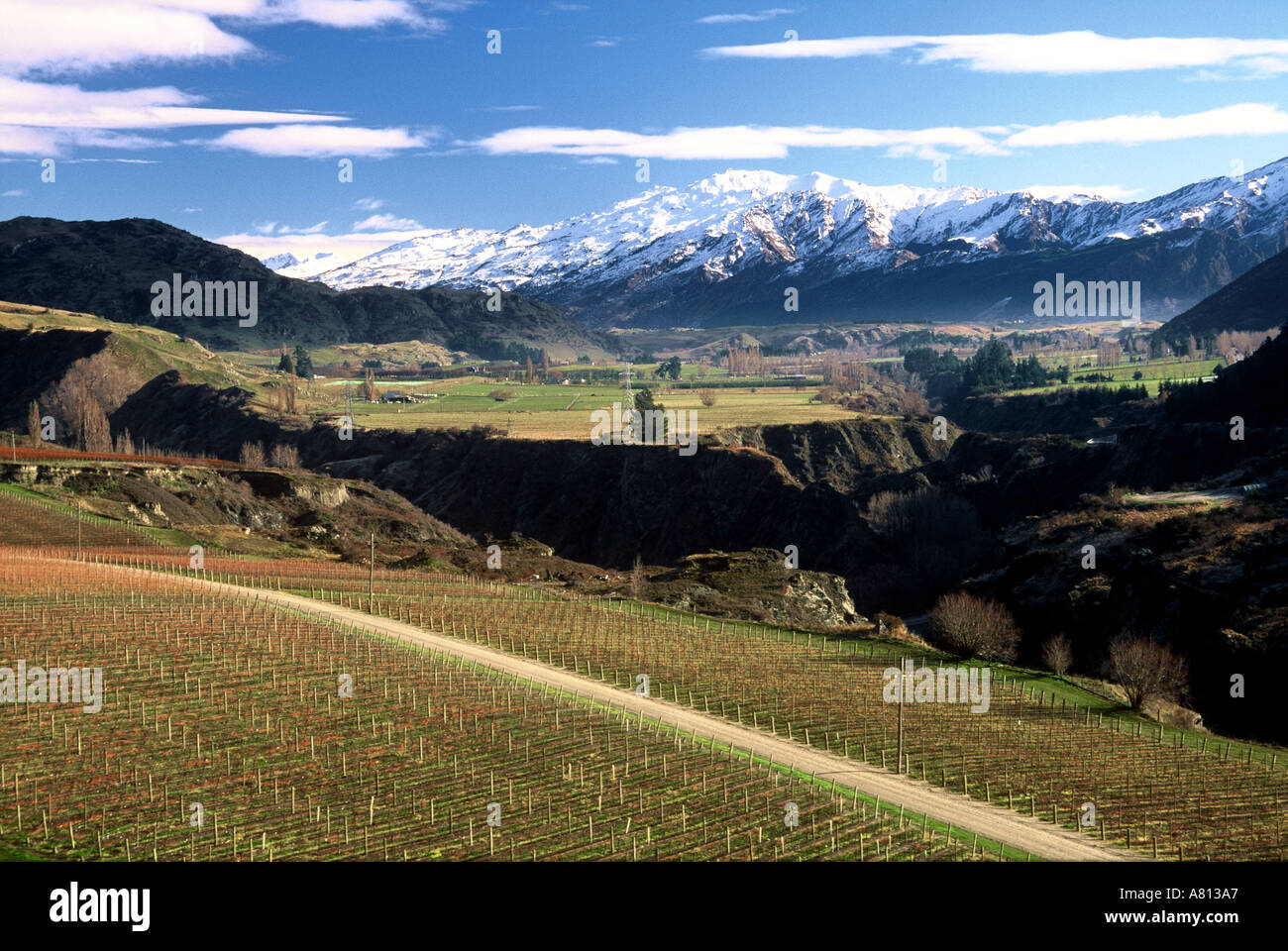 Chard Farm Weinberg Wakatipu Basin in der Nähe von Queenstown Neuseeland Stockfoto