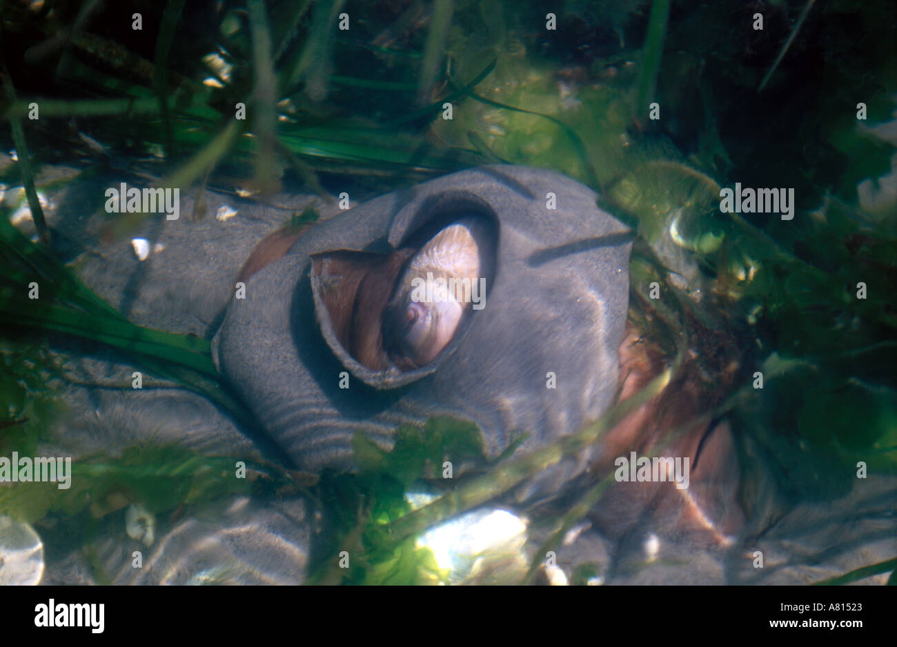Leben Sie Mond-Schnecke in den Ozean BC Seal Bay Park Vancouver Island in British Columbia Kanada Stockfoto