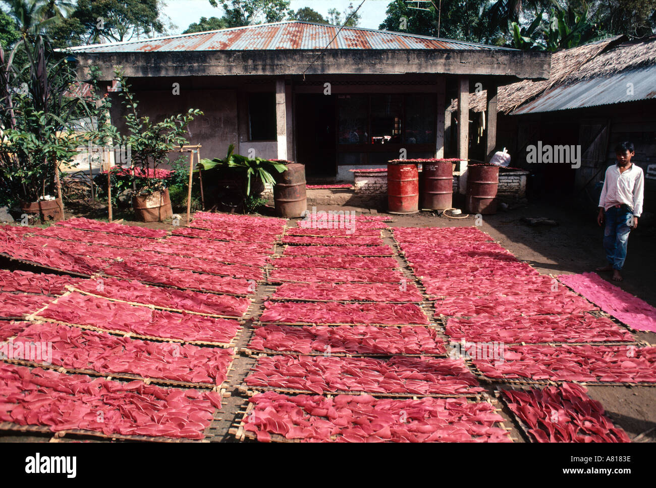 Lebensmittel-Trocknung-Indonesien Stockfoto