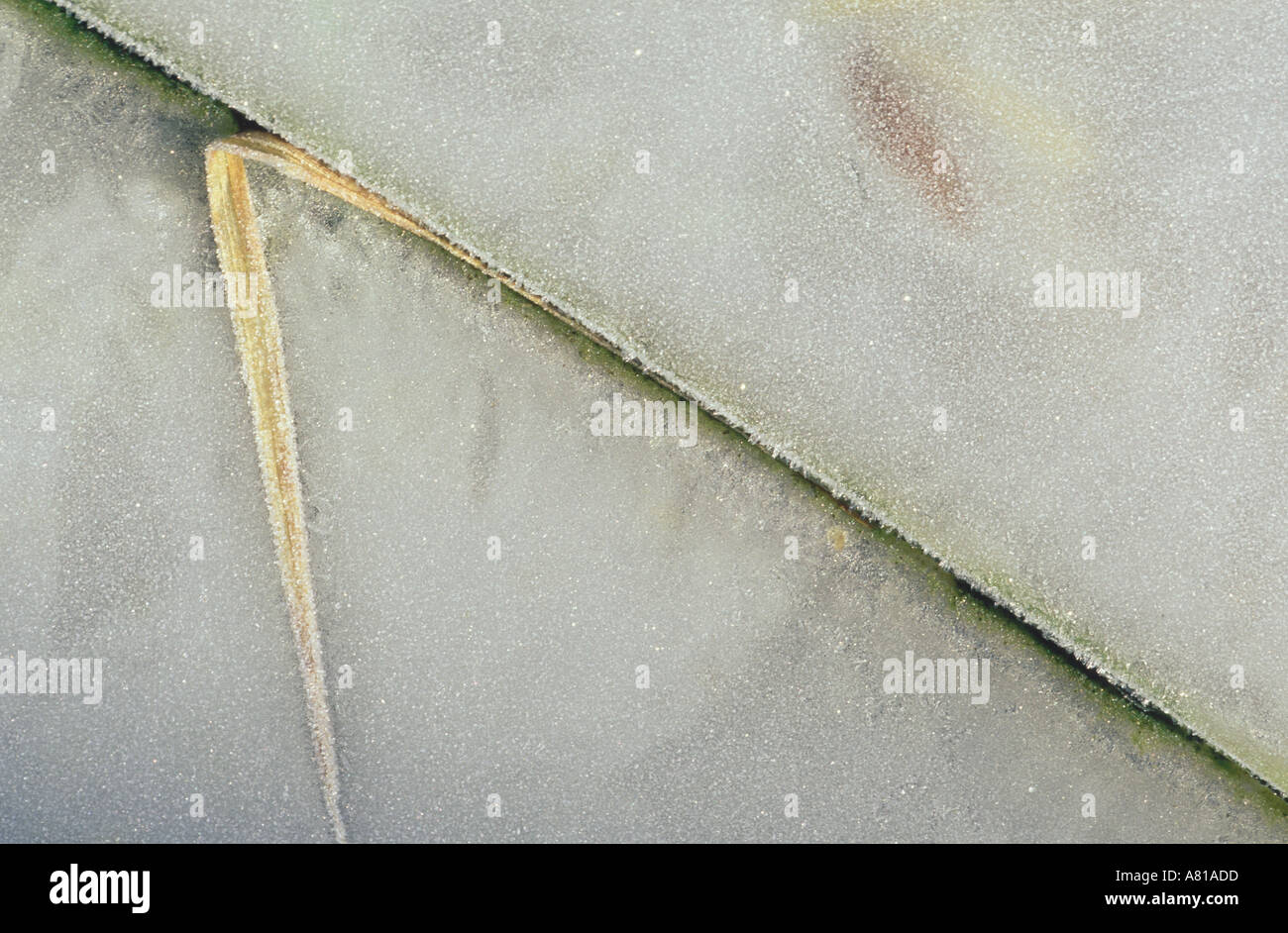 Gefrorene Grashalm auf mattierte Glasplatte Stockfoto