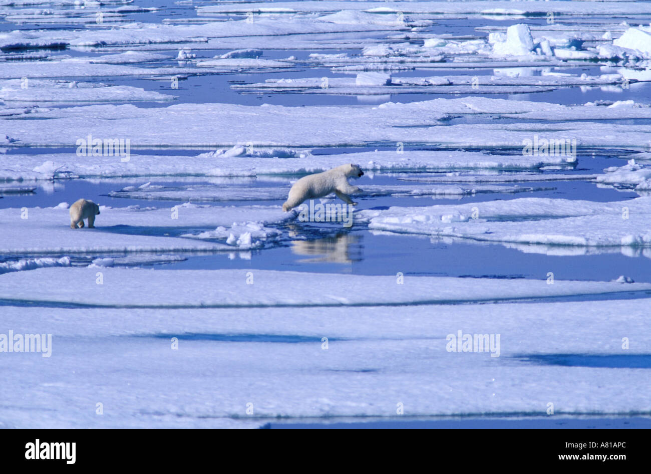 Kanada, Nunavut, ein Eisbär und seine Bärenjunge tracking auf Ices Abdriften Baffin-Insel Stockfoto