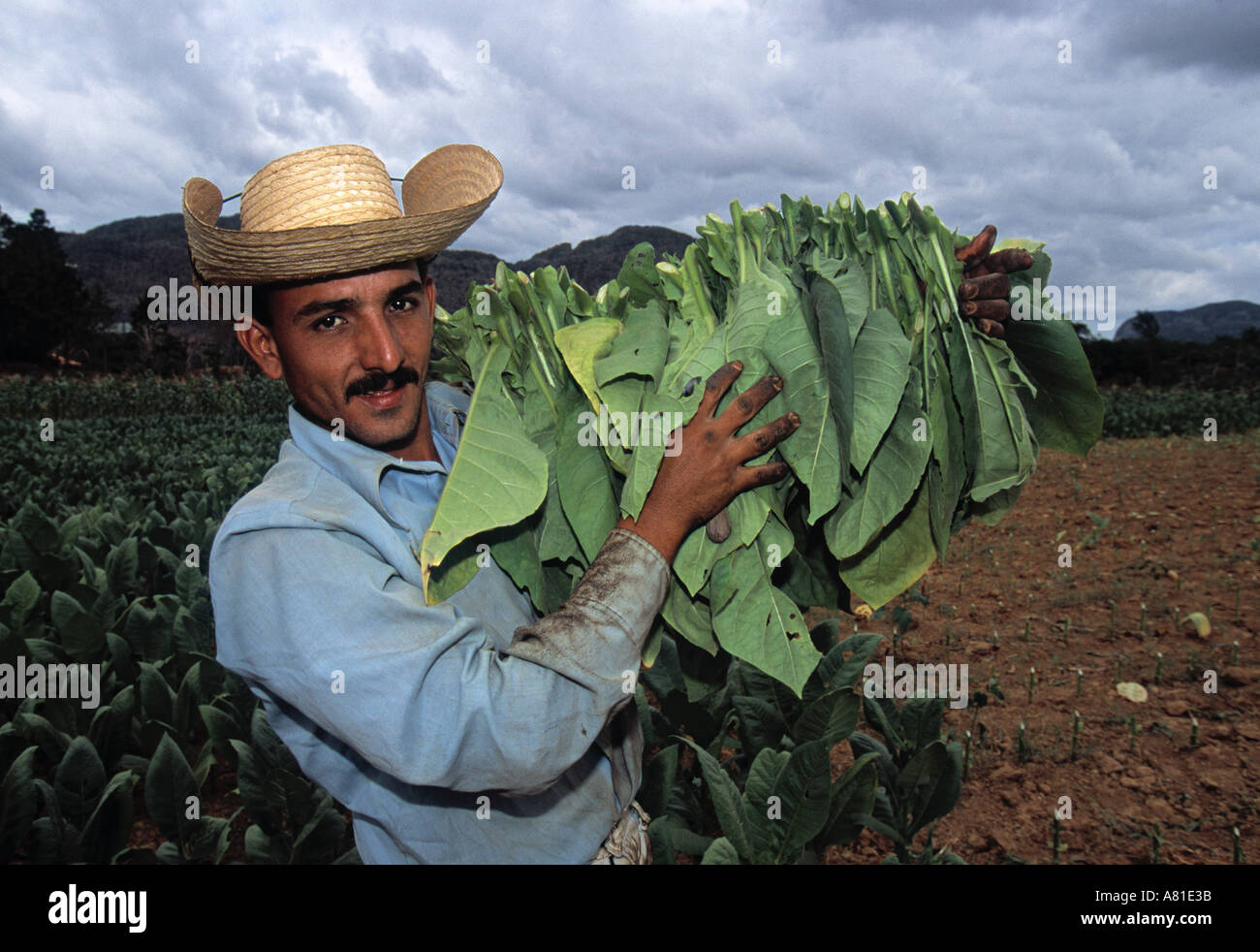 Tabakbauern, Pinar Del Rio, Kuba Stockfoto