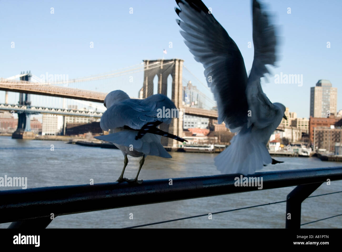 Möwen und Brooklyn Bridge in New York City Stockfoto