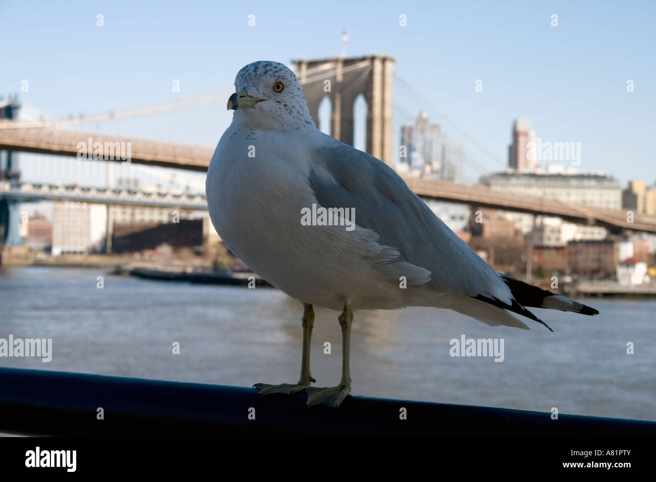 Möwe und Brooklyn Bridge in New York City Stockfoto