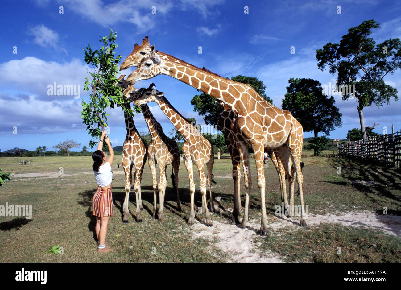 Reservieren Sie African, Calauit Insel, Provinz Palawan, Philippinen Stockfoto