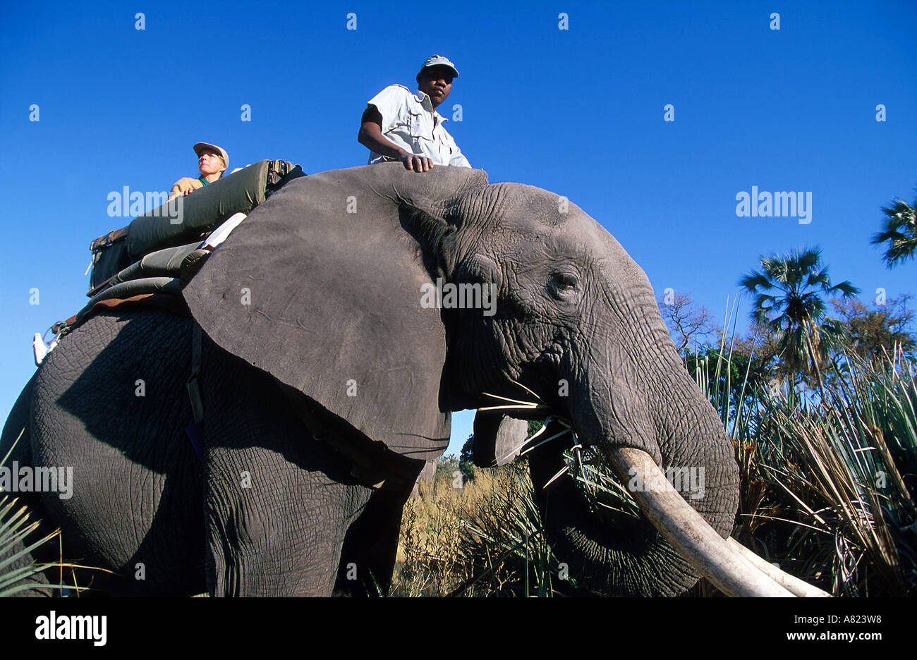 Botswana Okavangodelta Abu Camp Afrikanischer Elefant Safari Zuruck Stockfotografie Alamy