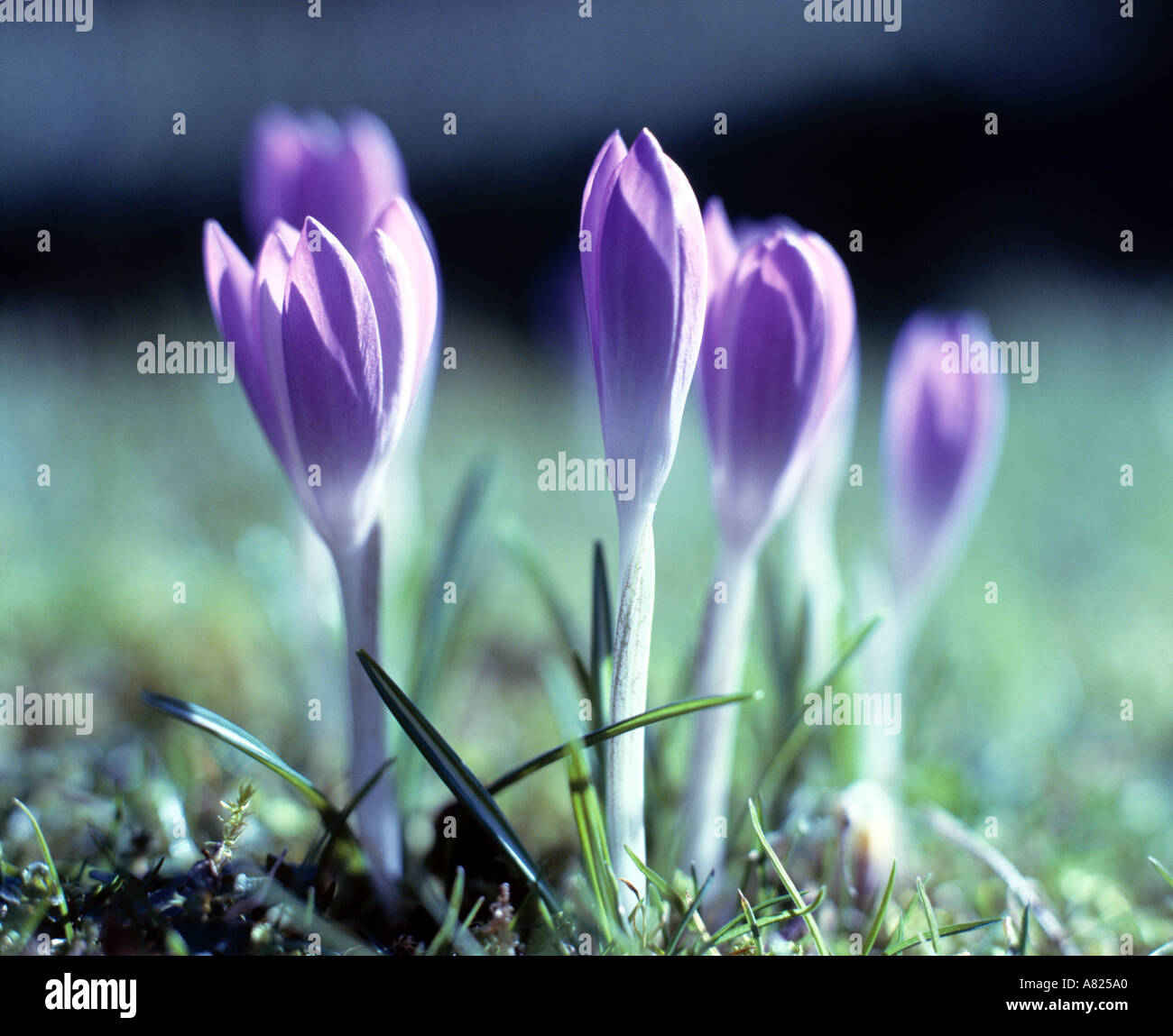 lila Krokuszwiebeln blühen im Frühjahr Stockfoto