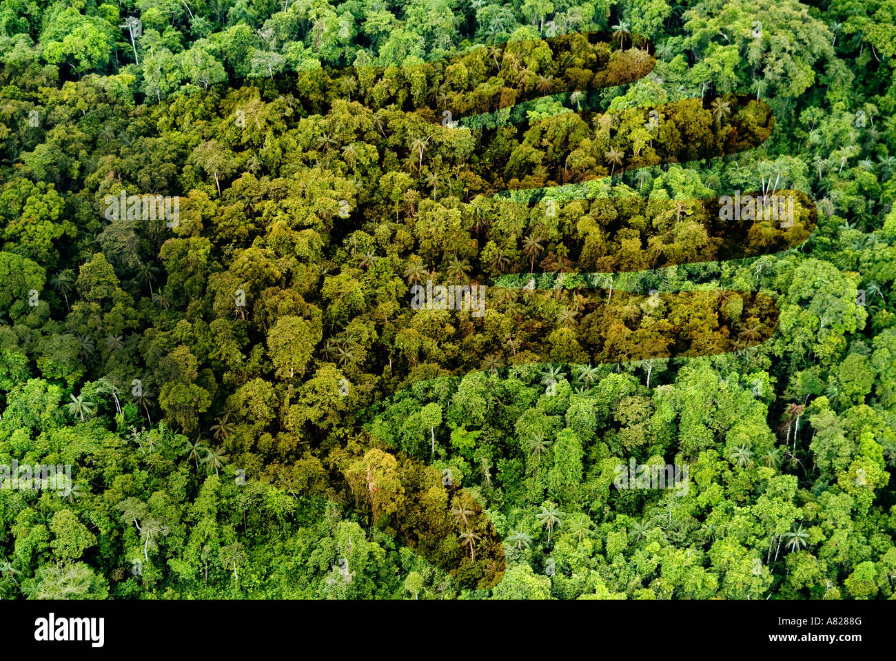 Mannes Auswirkungen auf den Regenwald Stockfoto