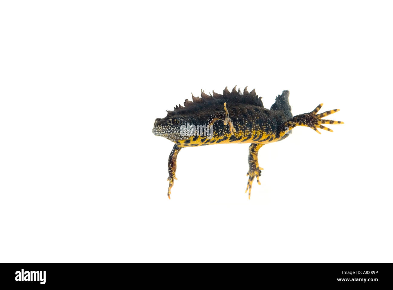 Great Crested Newt Triturus cristatus Stockfoto