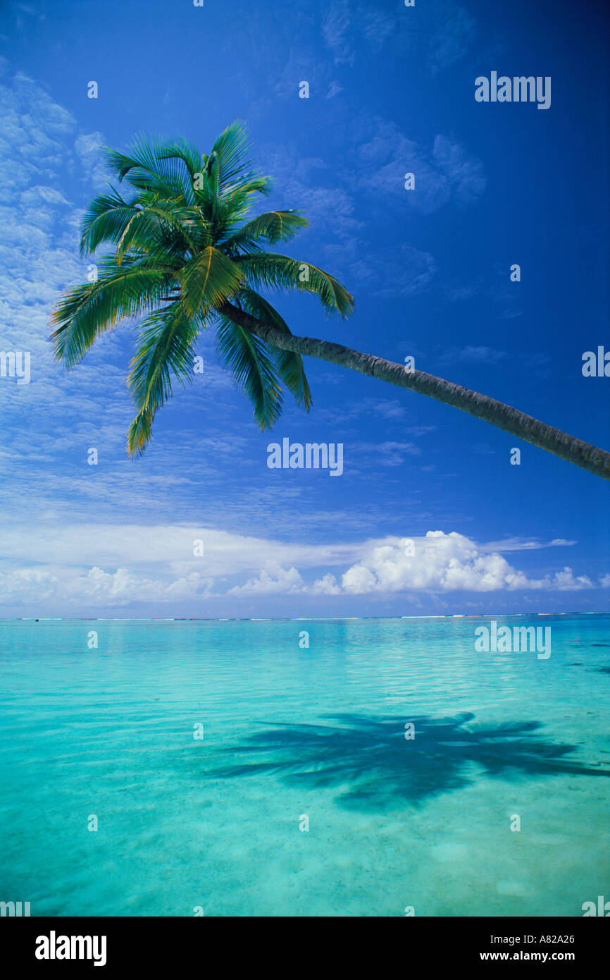 Einzige Palme über tropische Aqua Wasser Stockfoto