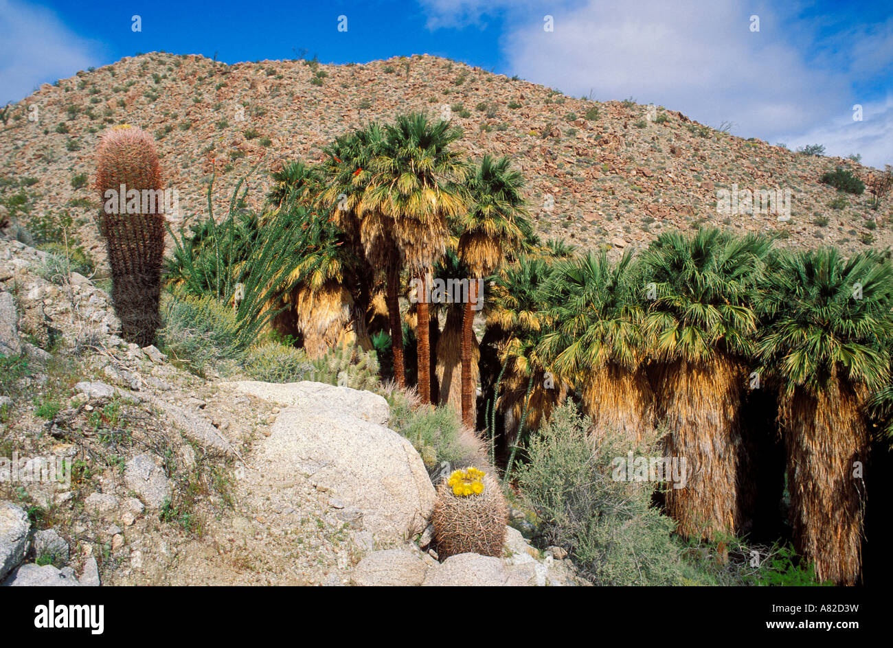 Barrel Cactus und Ocotillo in voller Blüte an Berg Palm Springs Anza Borrego Desert State Park California Stockfoto