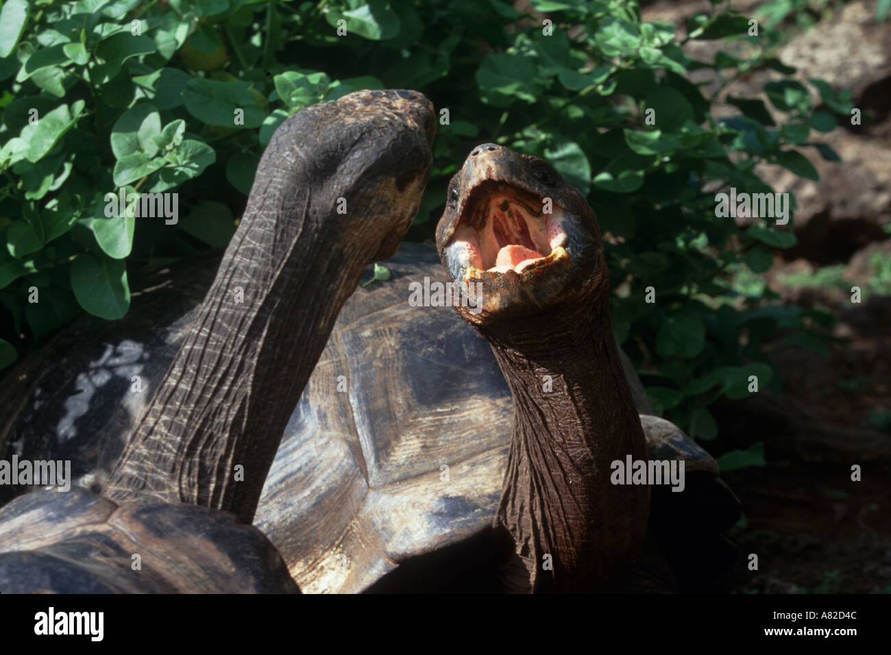 Männliche Riesenschildkröten Face Off Galapagos Stockfoto